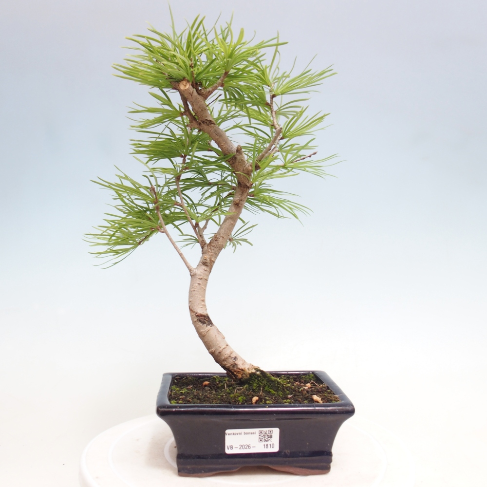 Venkovní bonsai -Pseudolarix amabis-Pamodřín