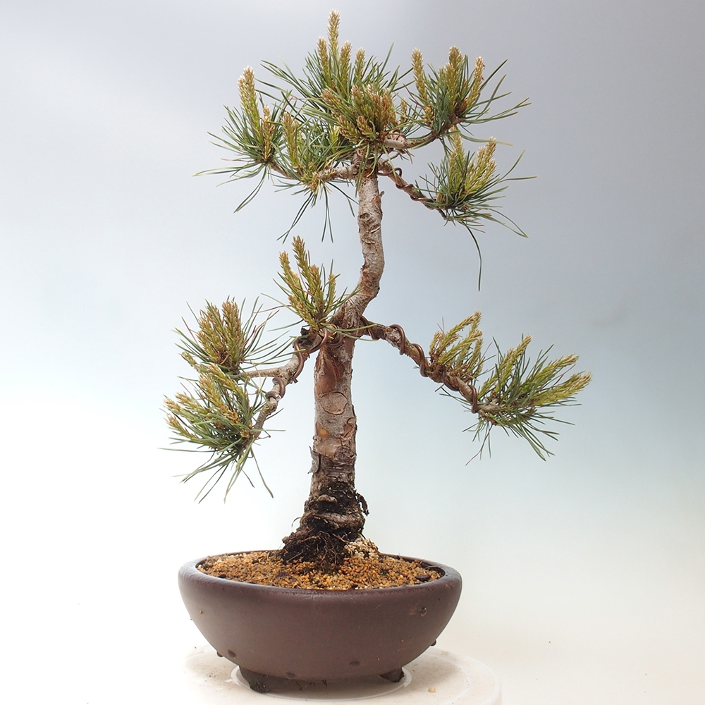 Venkovní bonsai - Pinus Sylvestris Watererri - Borovice lesní