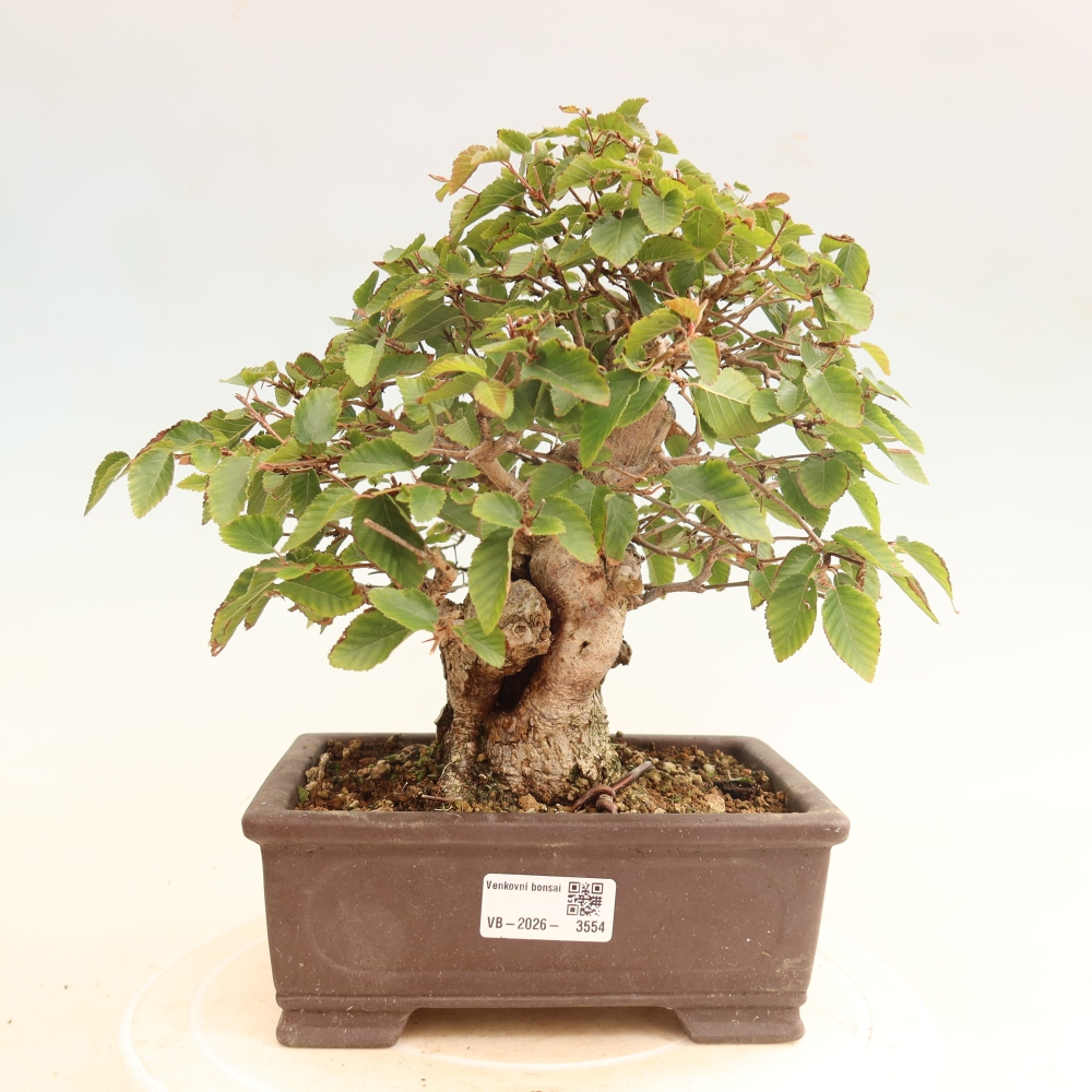 Venkovní bonsai -Carpinus CARPINOIDES - Habr korejský