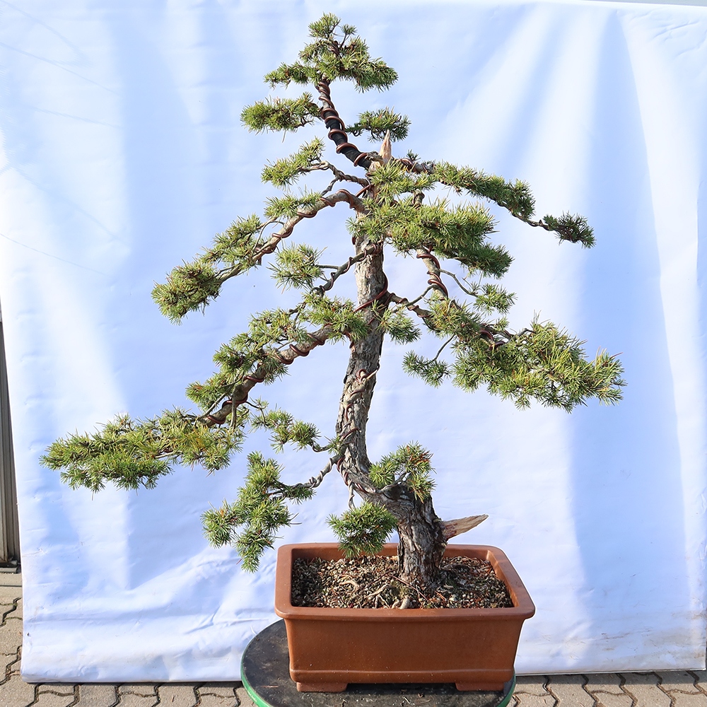 Pinus sylvestris Španělsko - borovice lesní
