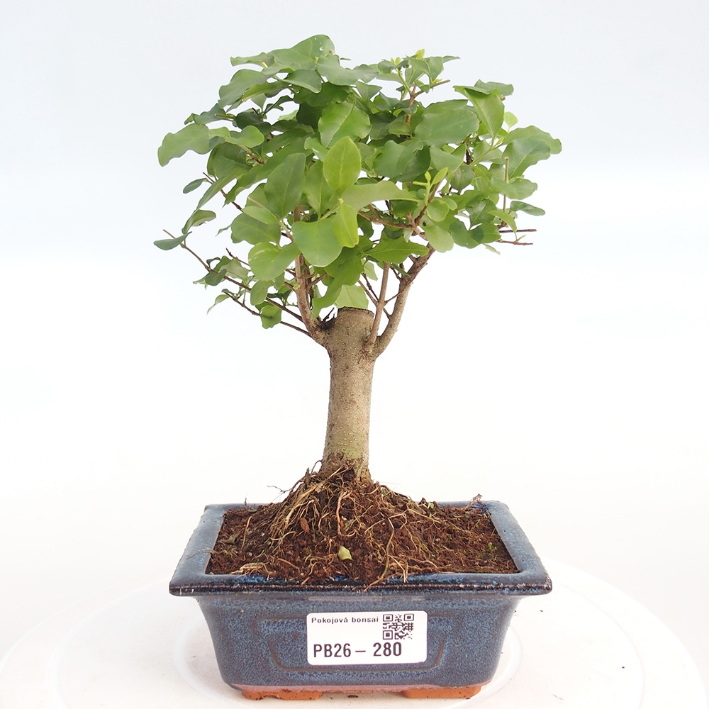 Pokojová bonsai -Ligustrum chinensis - Ptačí zob