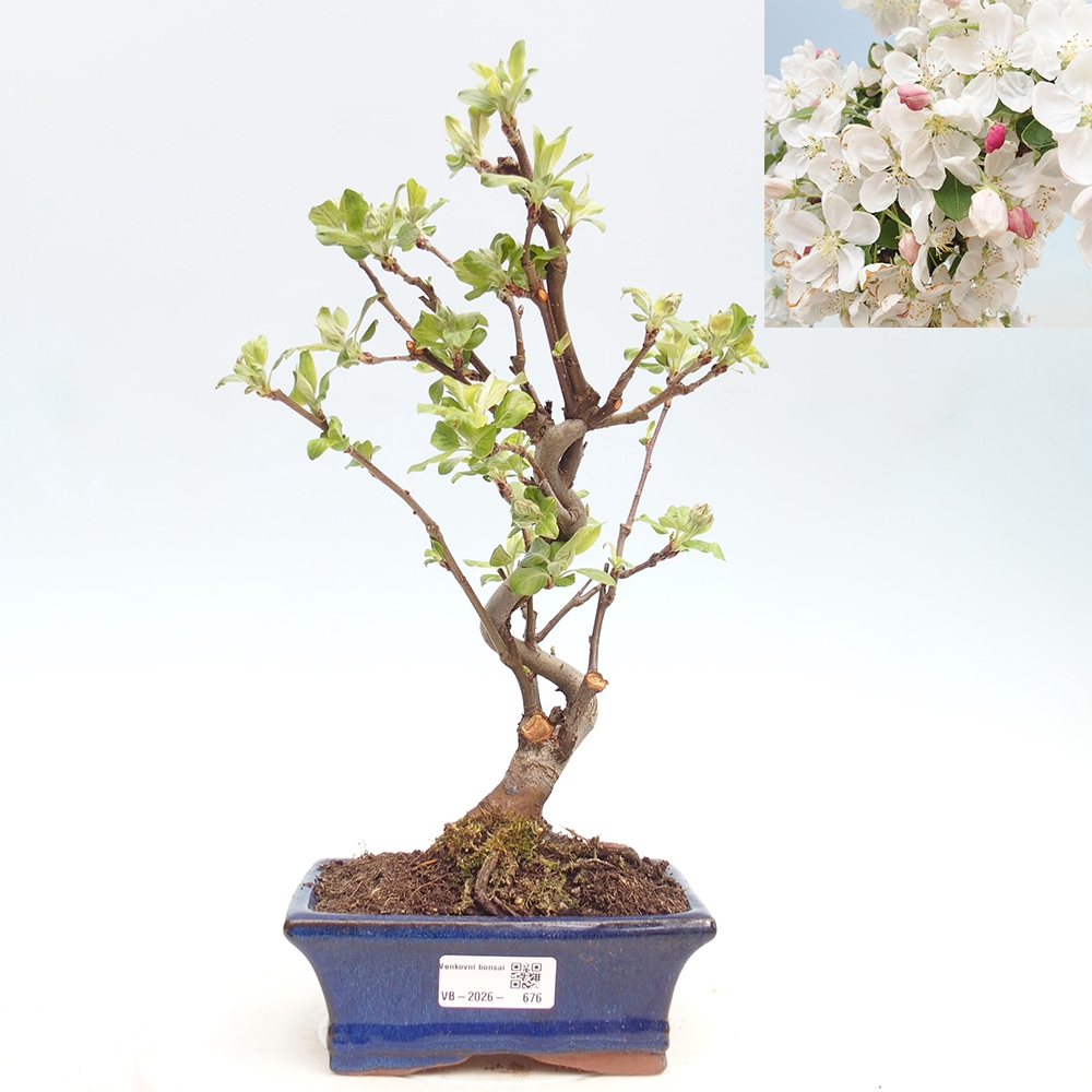 Venkovní bonsai -Malus halliana - Maloplodá jabloň