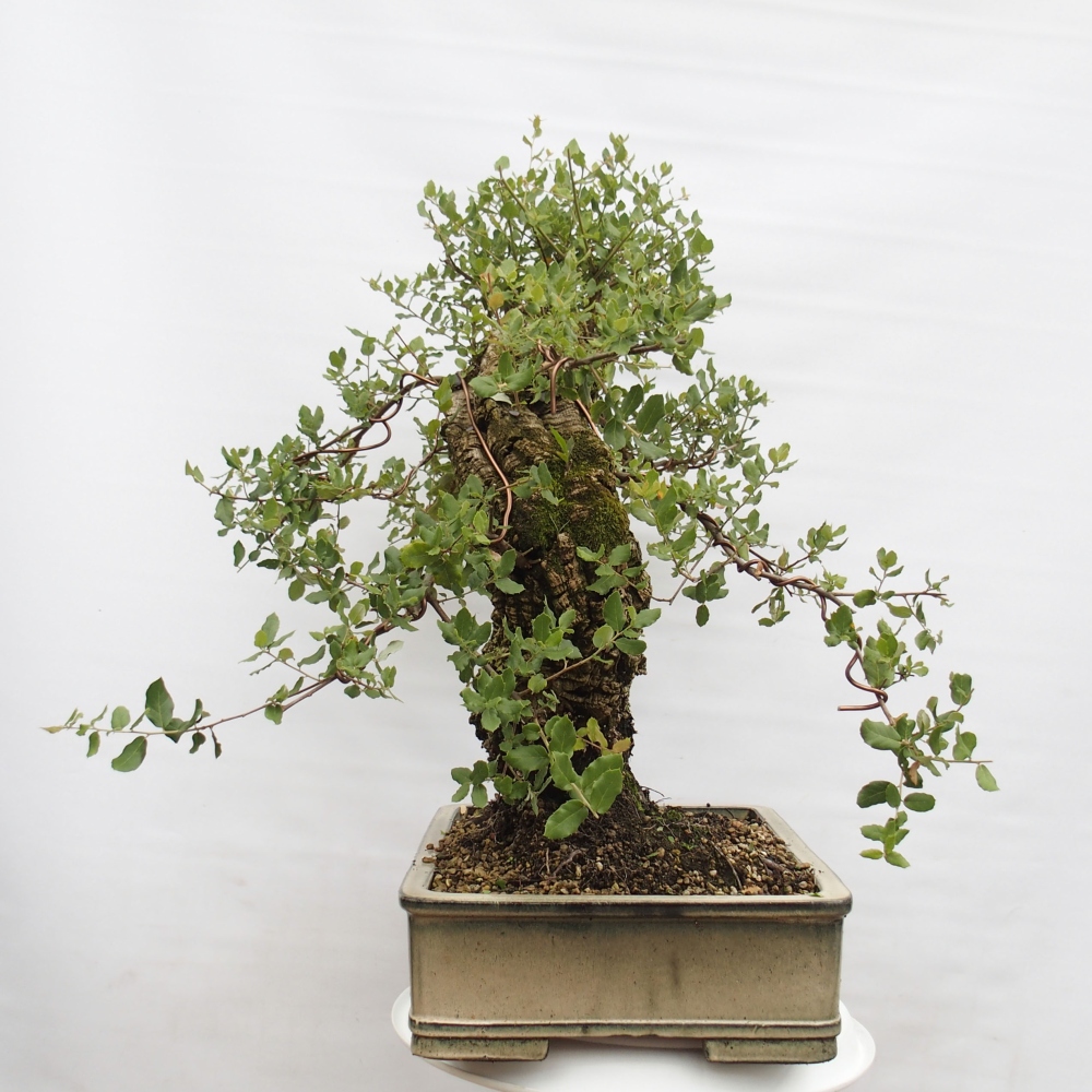 venkovní bonsai Quercus suber - Korkový dub