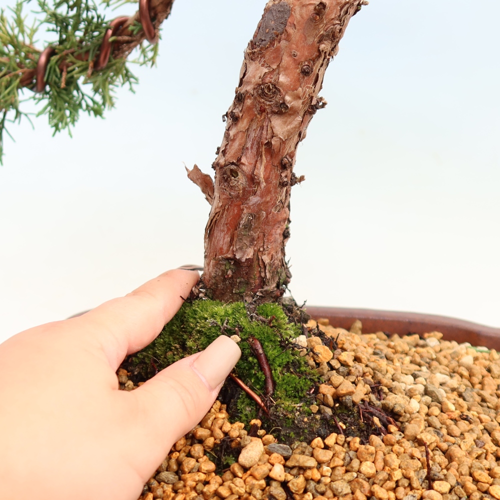 Venkovní bonsai - Juniperus chinensis Kishu -Jalovec čínský