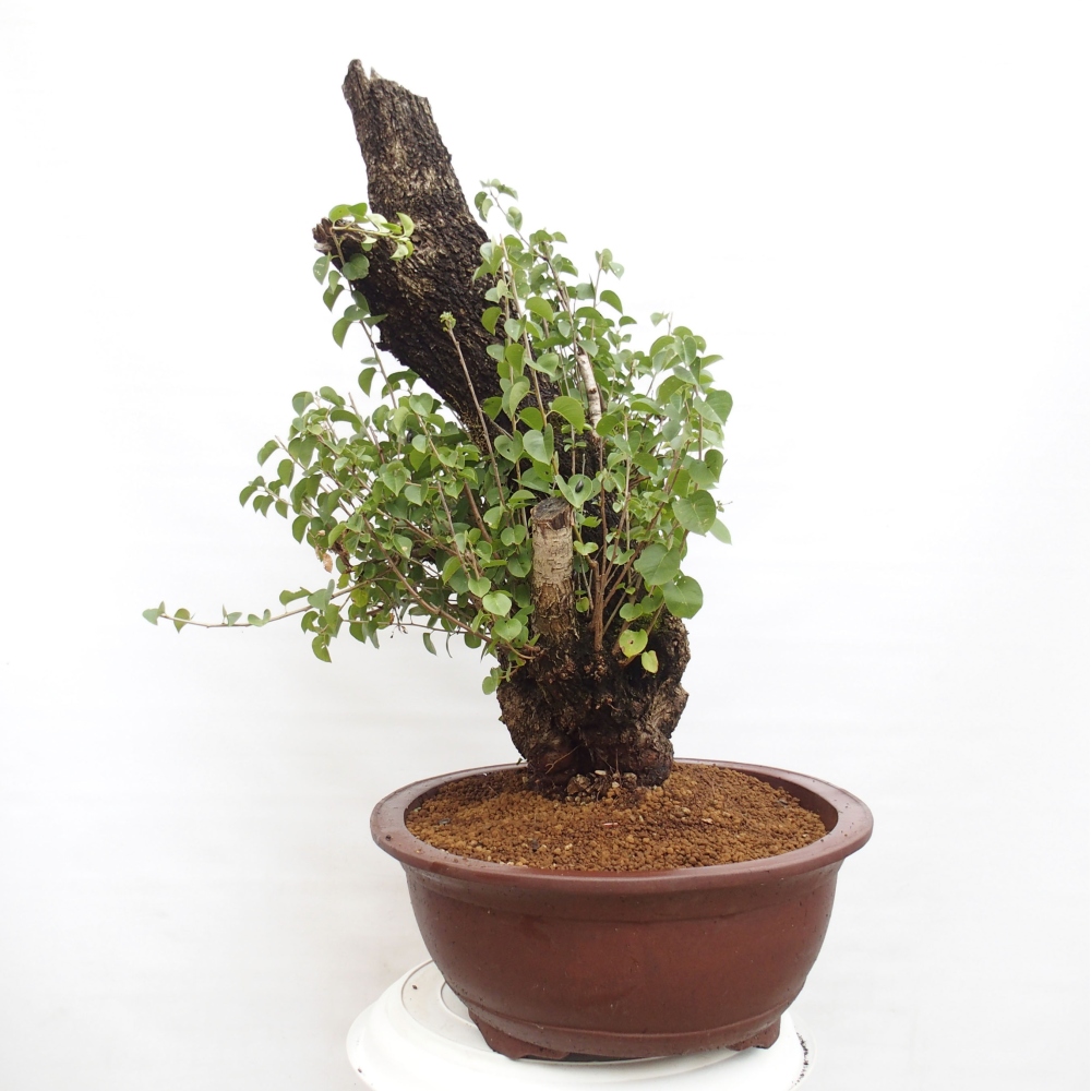 Venkovní bonsai - Mahalebka - Prunus mahaleb