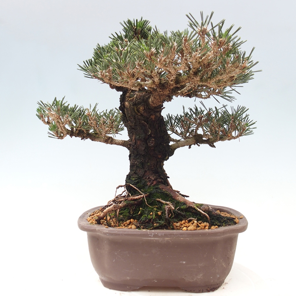Venkovní bonsai - Pinus thunbergii Kotobuki - Borovice thunbergova