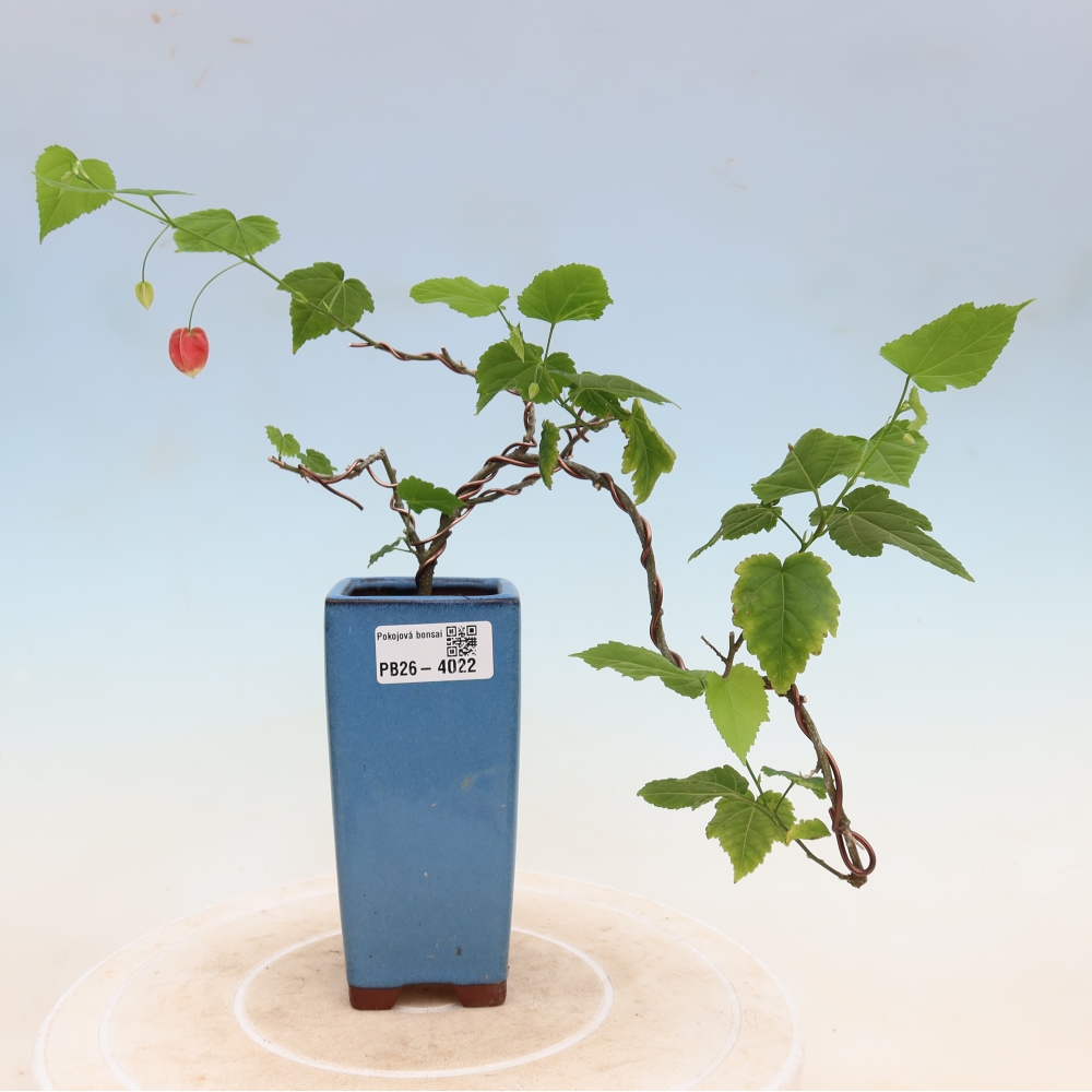 Pokojová bonsai - Abutilon Big Bell - Mračňák poříční