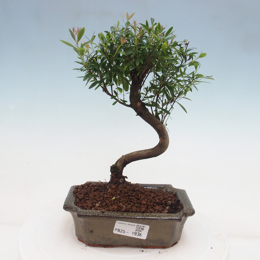 Pokojová bonsai - Syzygium - Pimentovník