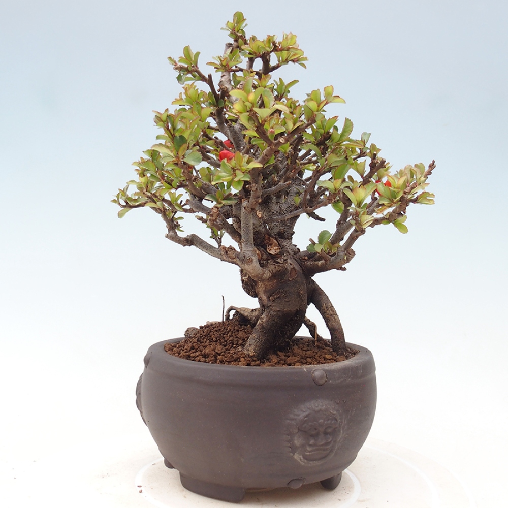 Venkovní  bonsai -  Chaneomeles speciosa - Kdoulovec ozdobný