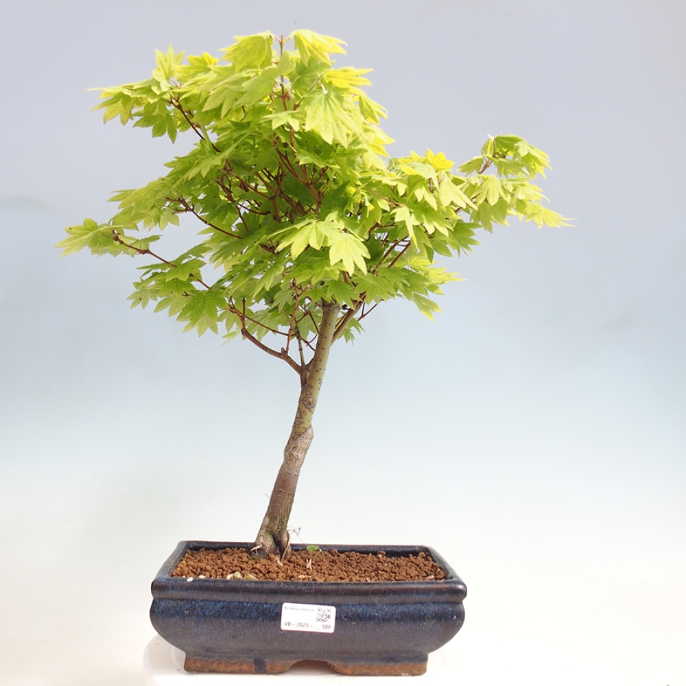 Venkovní bonsai - Javor palmatum katsura GISAN - Javor dlanitolistý