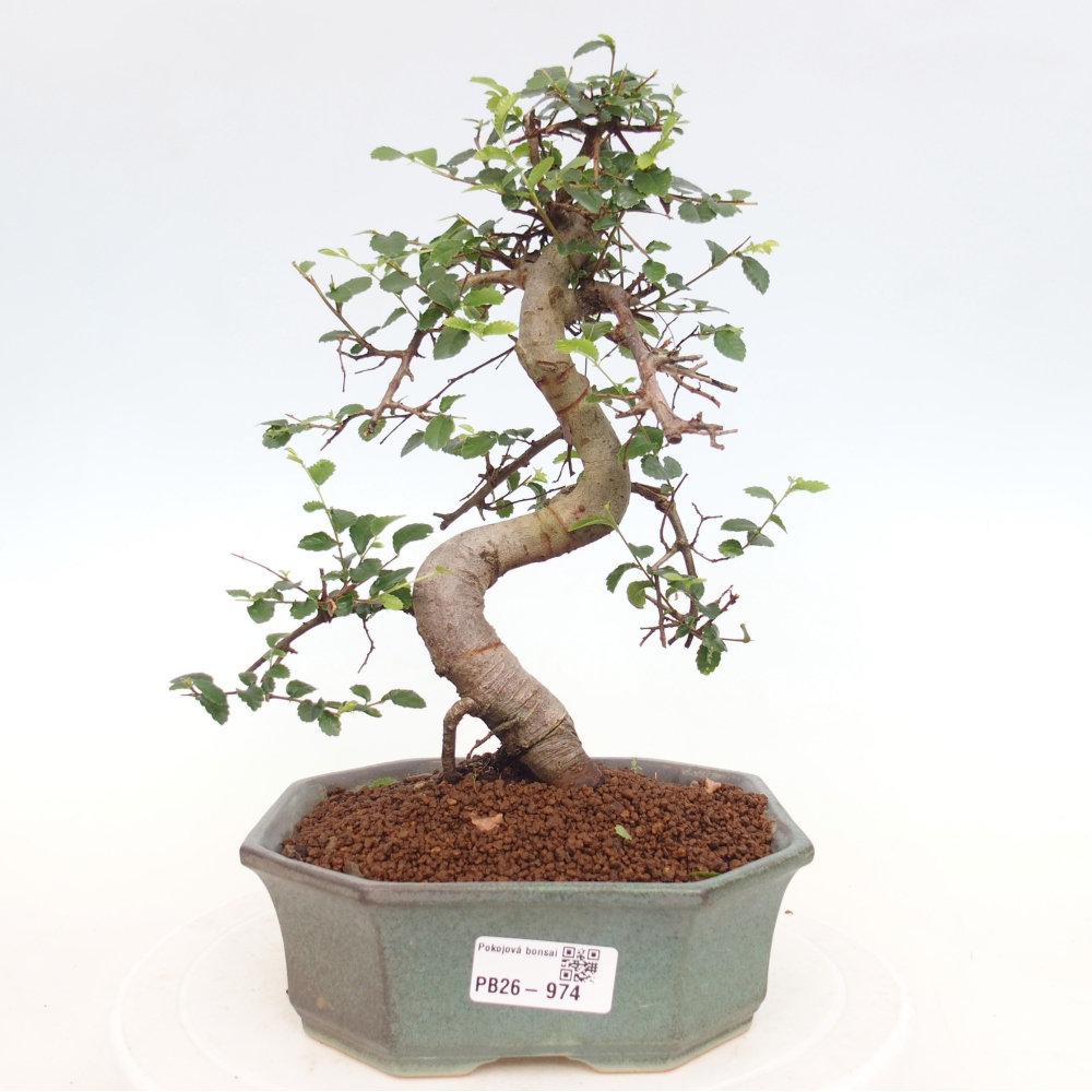 Pokojová bonsai - Ulmus parvifolia - Malolistý jilm
