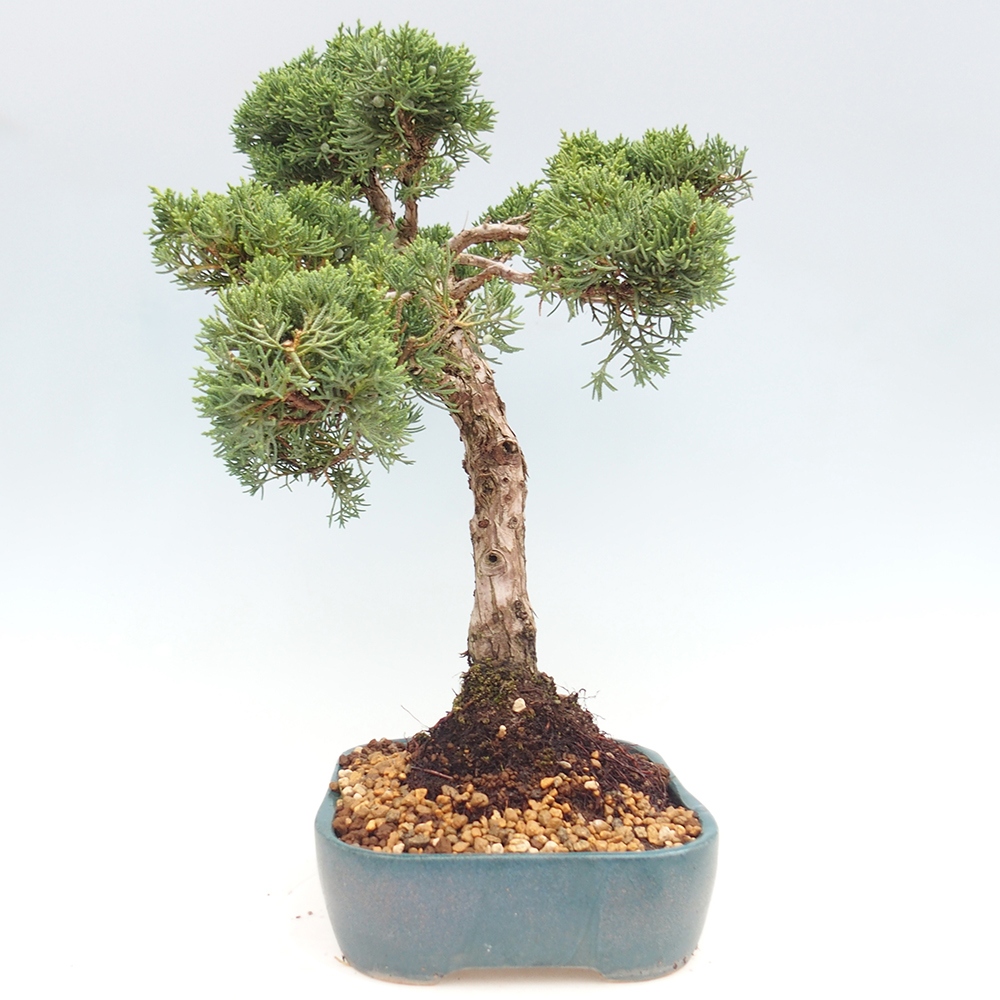 Venkovní bonsai - Juniperus chinensis  - Jalovec čínský 