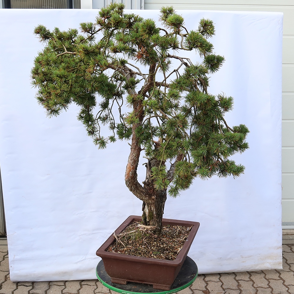 Pinus sylvestris Španělsko - borovice lesní