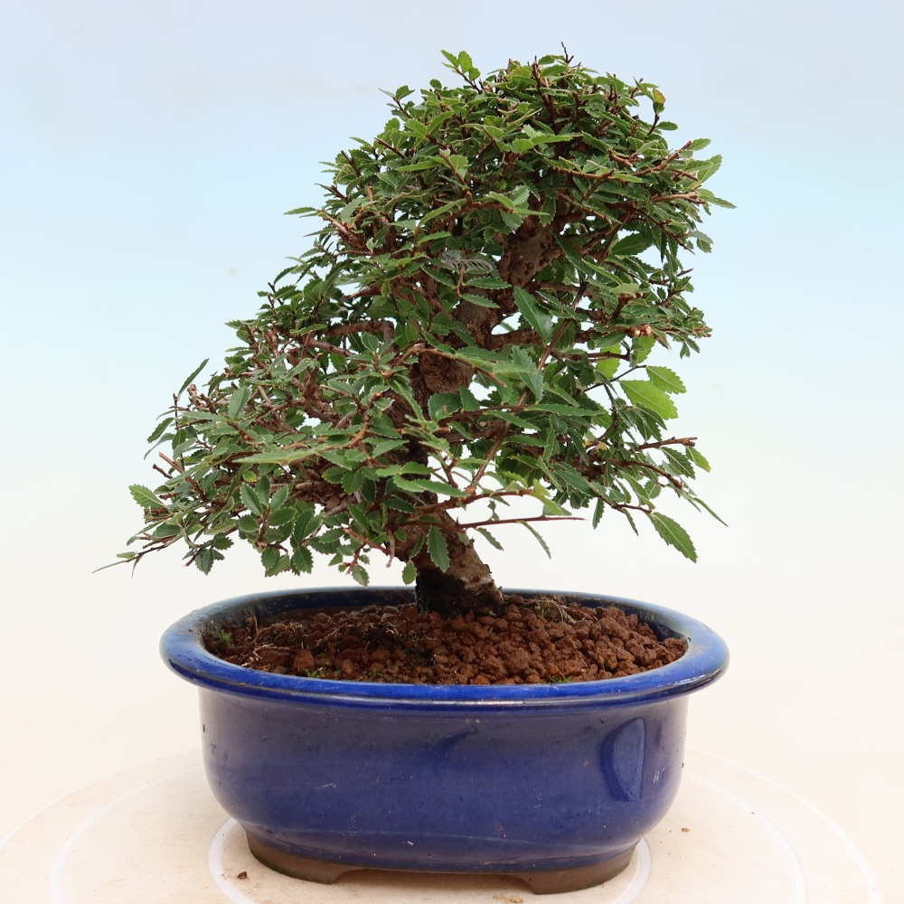 Venkovní bonsai - Zelkova - Zelkova NIRE