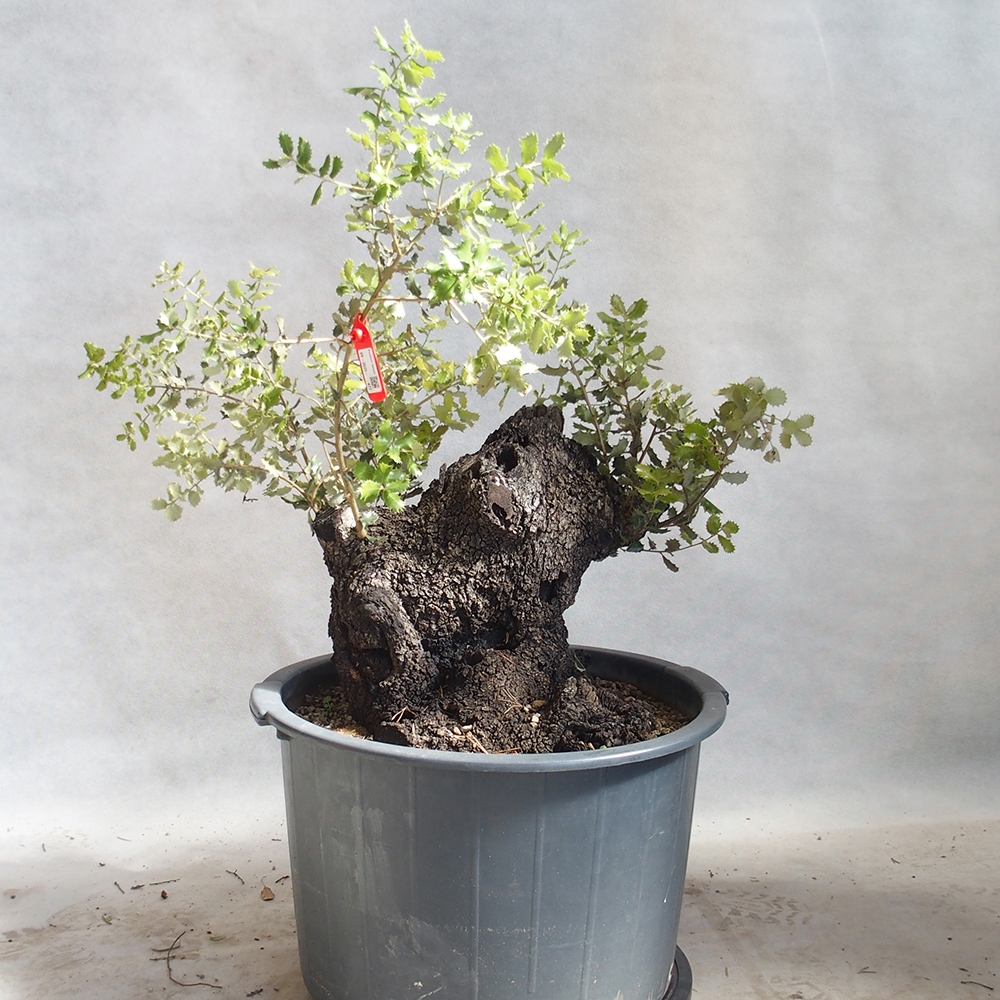 Venkovní bonsai Quercus Cerris - Dub Cer