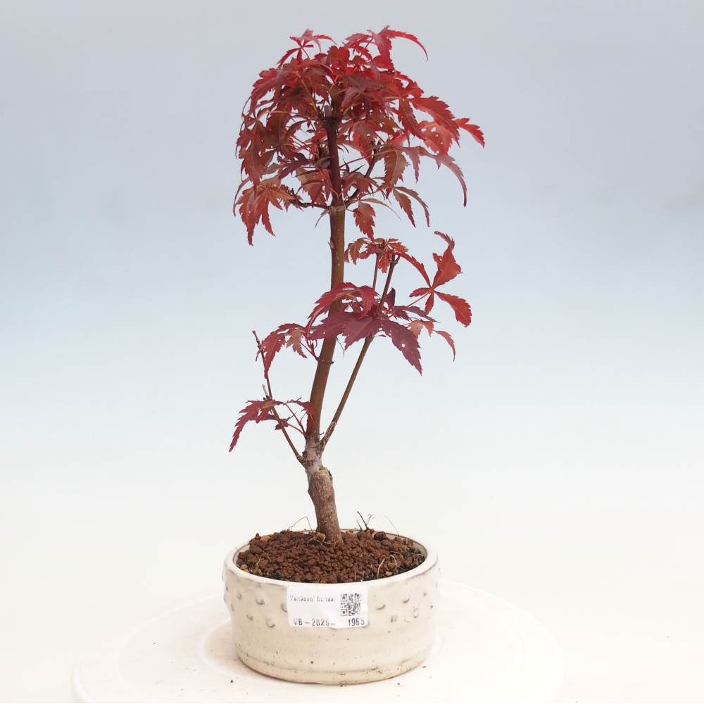 Venkovní bonsai - Acer palm. Atropurpureum-Javor dlanitolistý