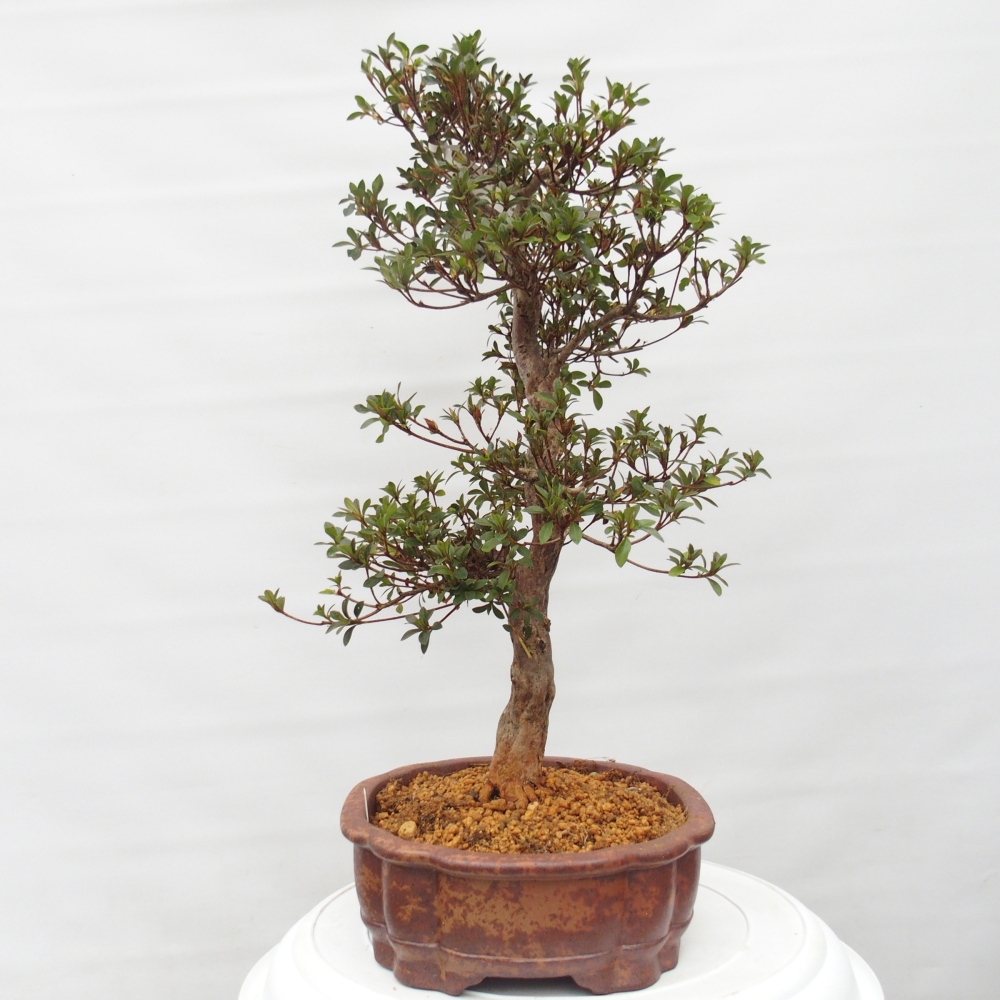 Venkovní bonsai - Japonská azalka - Azalea Hanatsuzuri