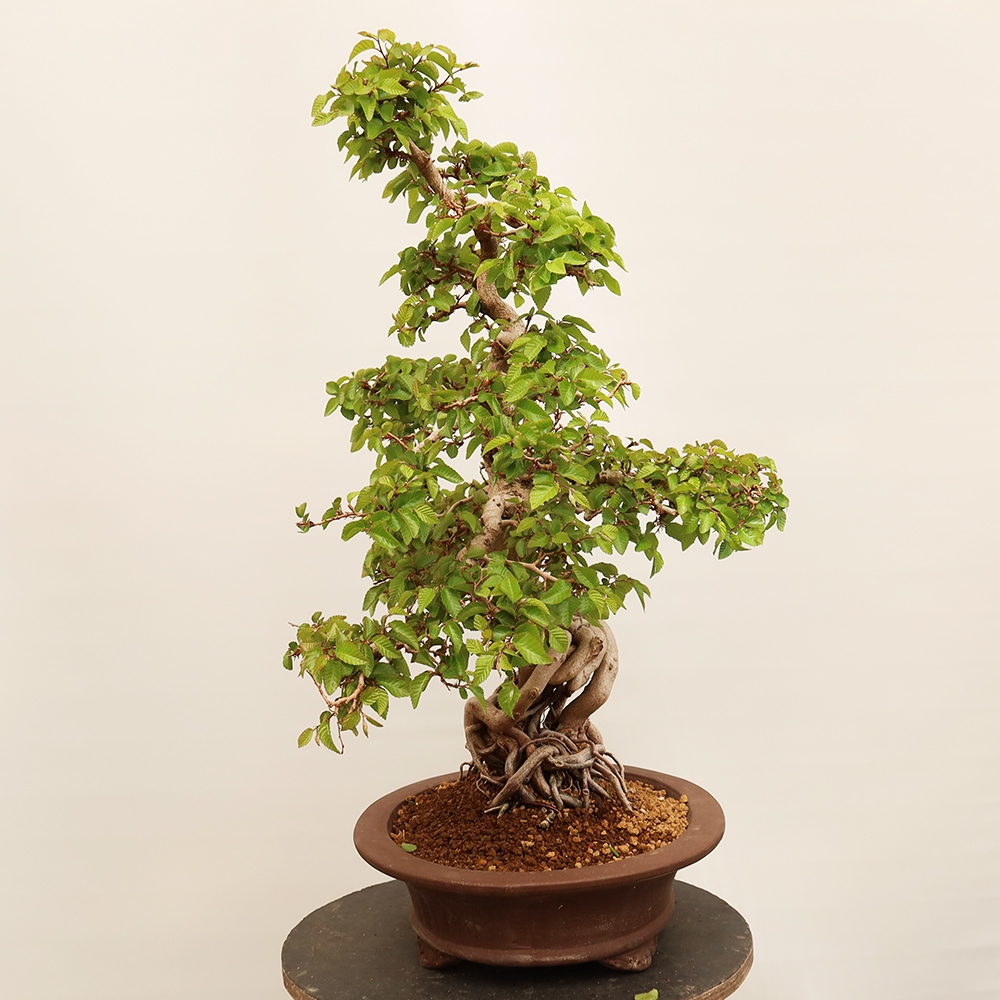 Venkovní bonsai -Carpinus Coreana - Habr korejský