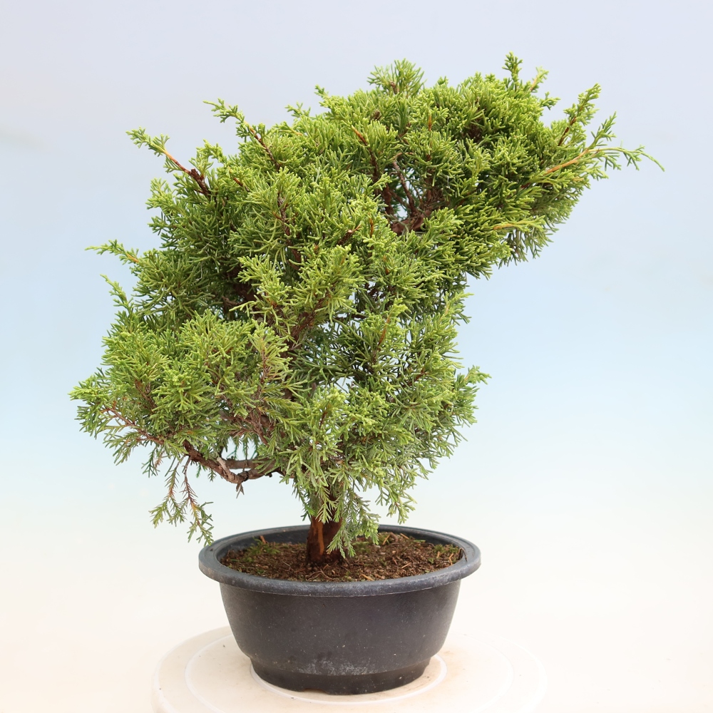 Venkovní bonsai - Juniperus chinensis Itoigawa-Jalovec čínský