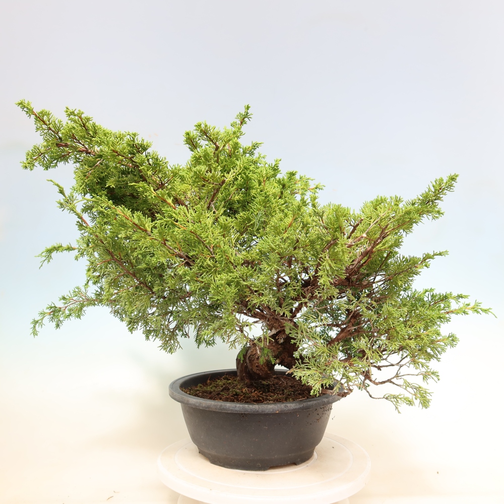 Venkovní bonsai - Juniperus chinensis Itoigawa-Jalovec čínský
