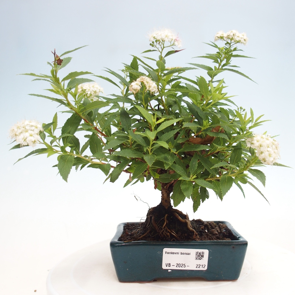 Venkovní bonsai -malolistý tavolník - Spirea japonica GENPSI