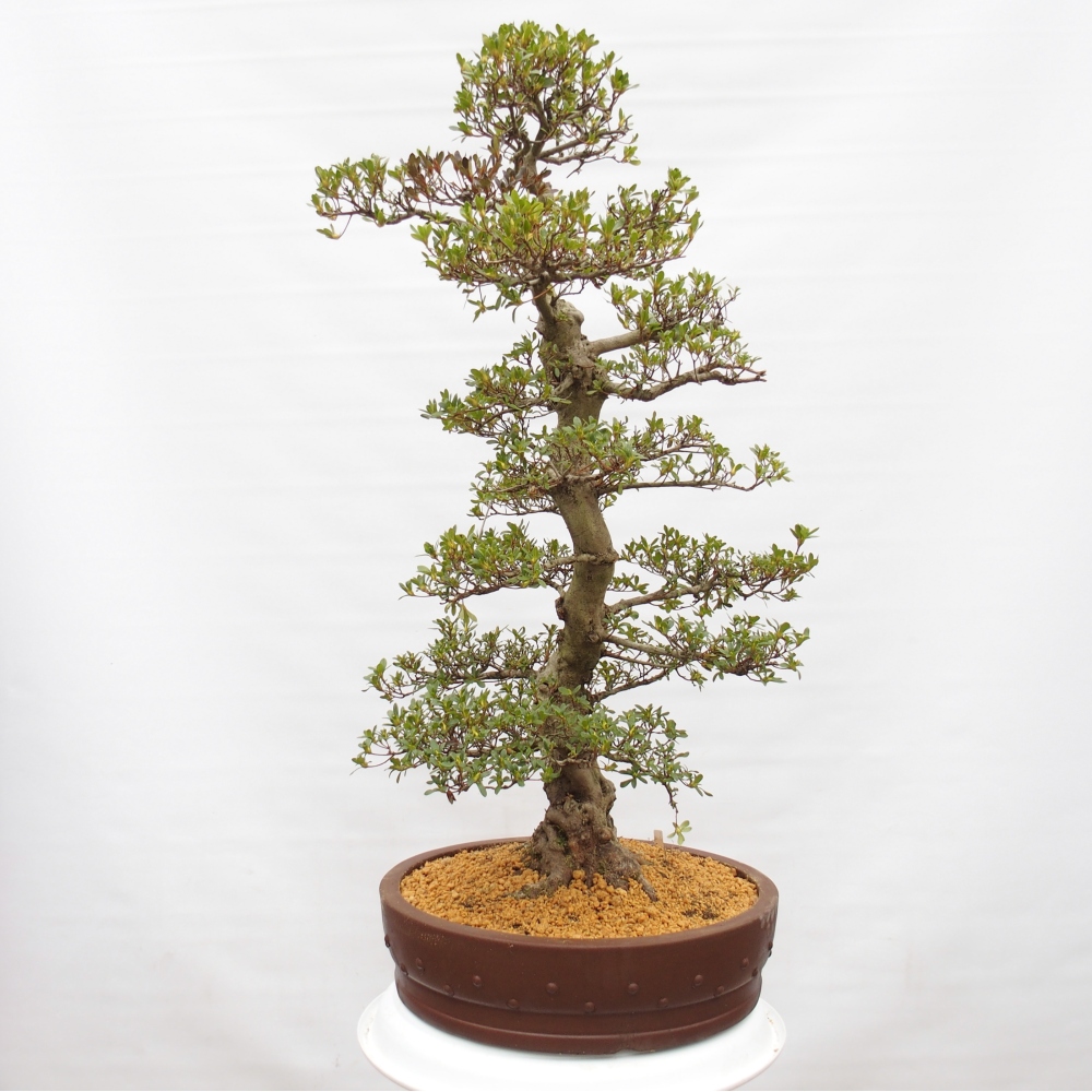 Venkovní bonsai - Japonská azalka - Azalea Ai-no-Tsuki