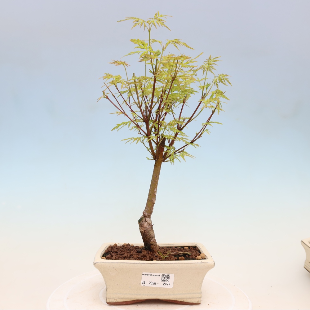 Venkovní bonsai - Acer palmatum Dissectum - Javor dlanitolistý 