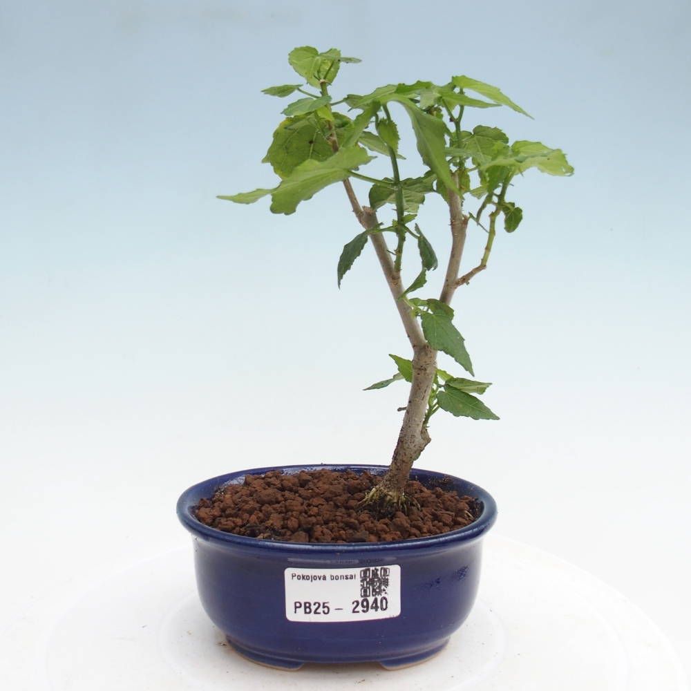 Pokojová bonsai - Malvaviscus arboreus - ibiškovec dřevnatý