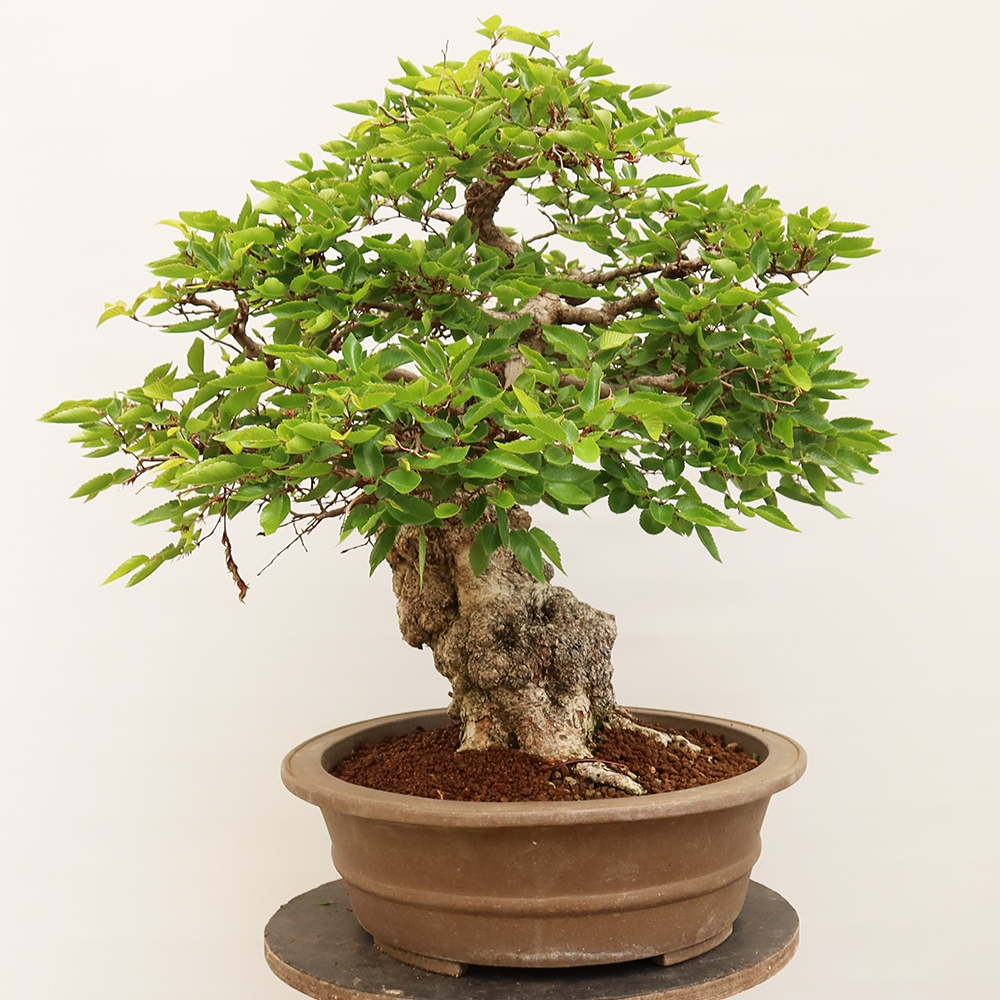Venkovní bonsai -Carpinus Coreana - Habr korejský