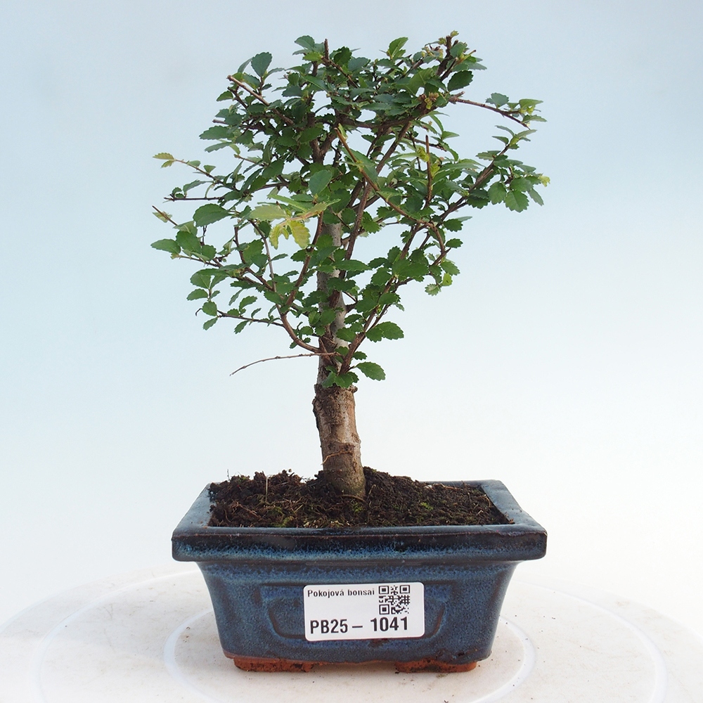 Pokojová bonsai - Ulmus parvifolia - Malolistý jilm