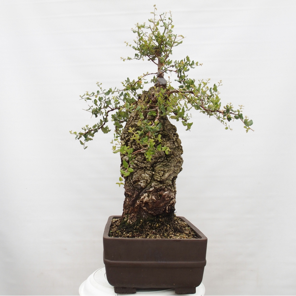 venkovní bonsai Quercus suber - Korkový dub