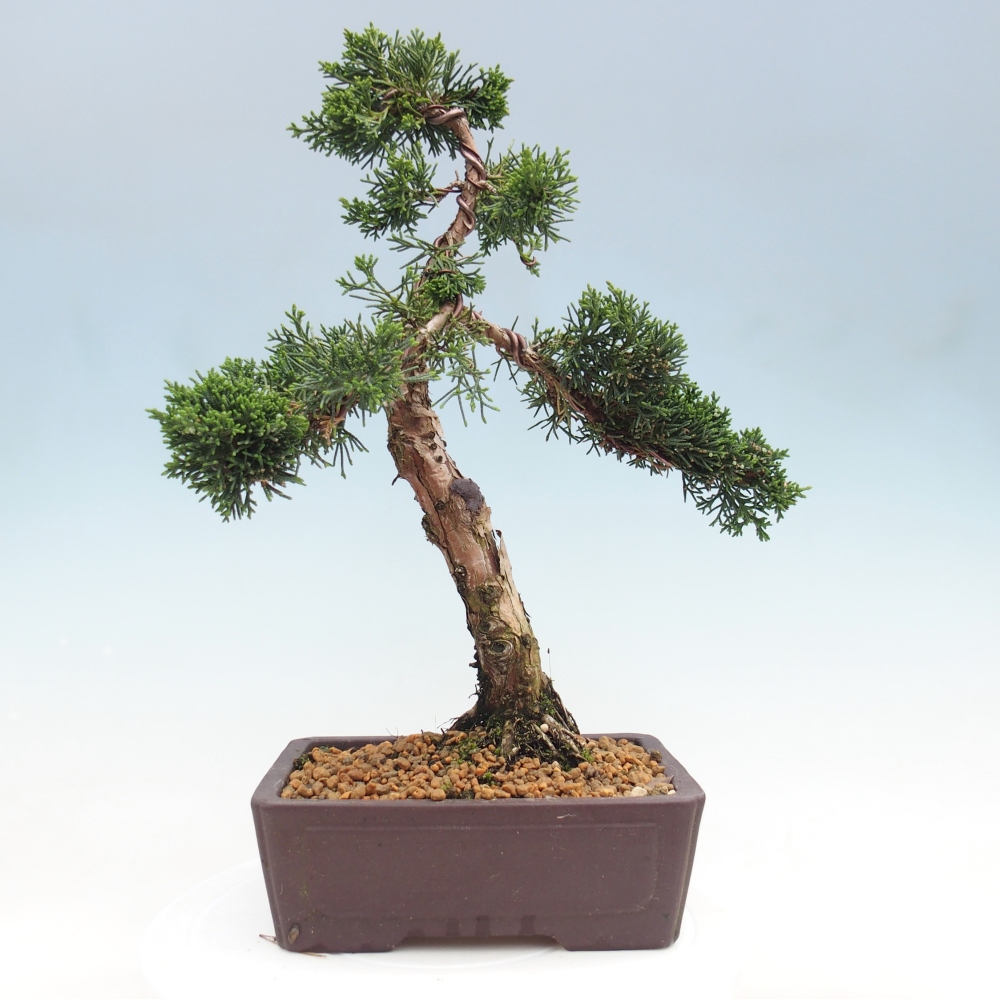 Venkovní bonsai - Juniperus chinensis Kishu -Jalovec čínský