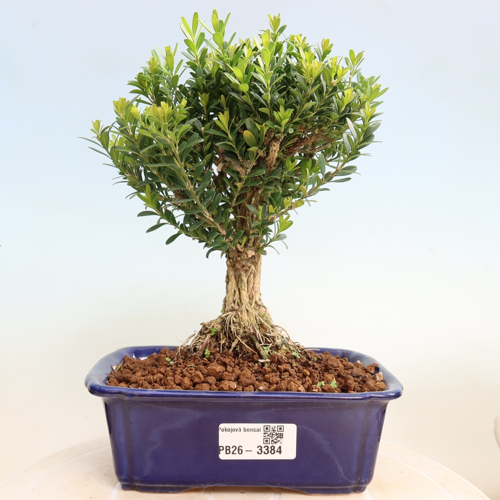 Pokojová bonsai - Buxus harlandii -korkový buxus