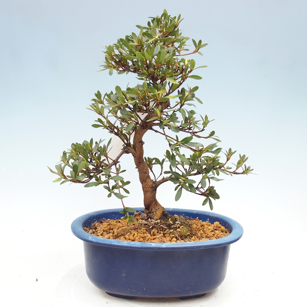 Venkovní bonsai - Japonská azalka - Azalea Suigootome