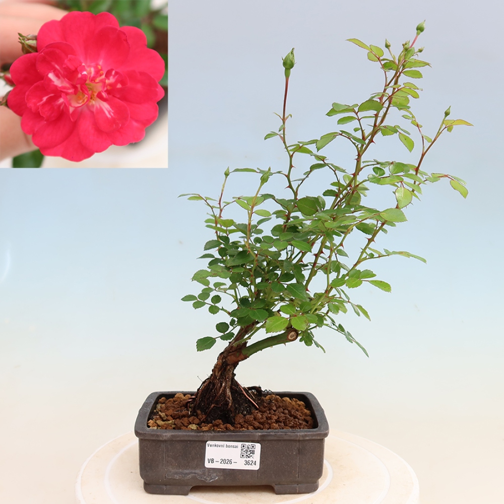 Venkovní bonsai - Rosa Kordes -  růže