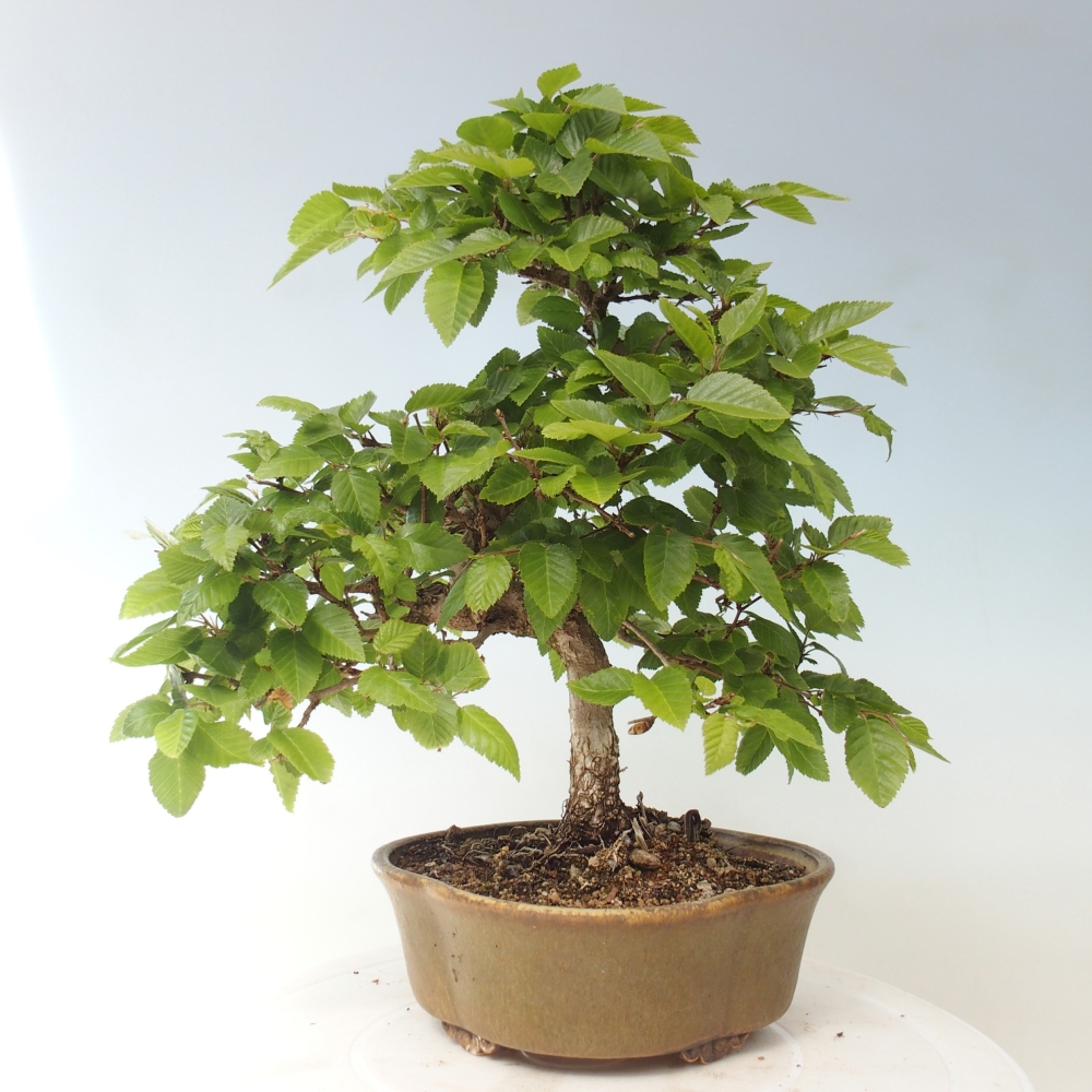 Venkovní bonsai -Carpinus CARPINOIDES - Habr korejský