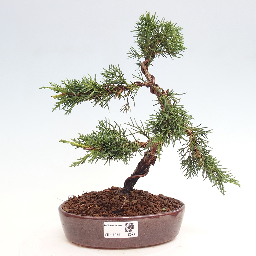 Venkovní bonsai - Juniperus chinensis Kishu -Jalovec čínský