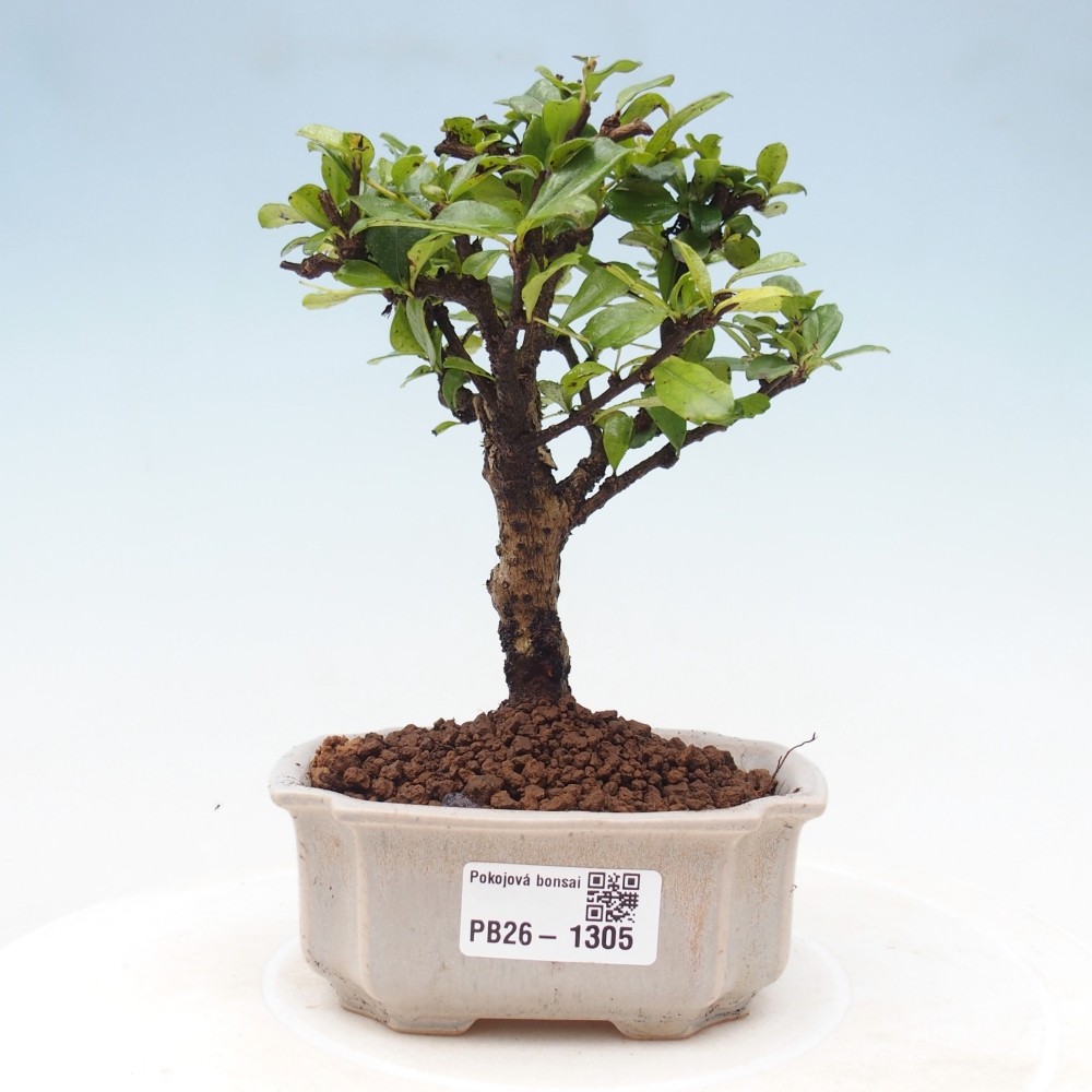 Pokojová bonsai - Carmona macrophylla - Čaj fuki