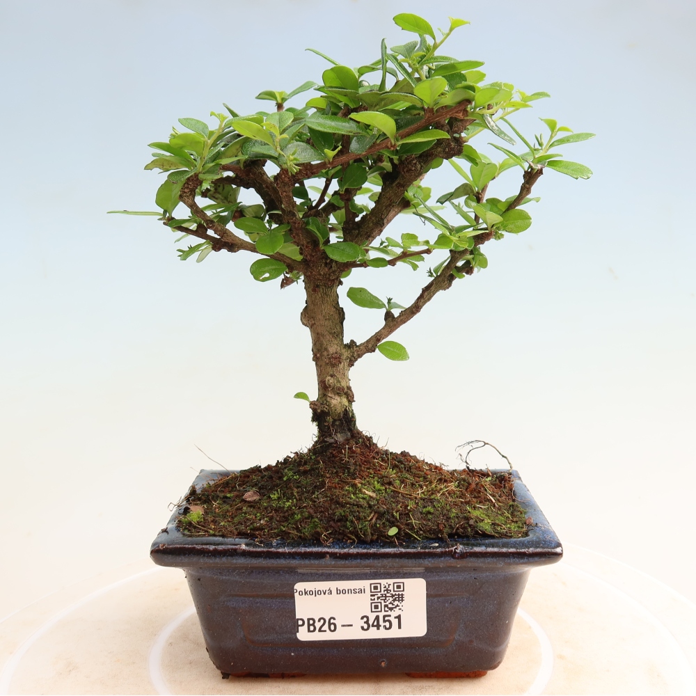 Pokojová bonsai - Carmona macrophylla - Čaj fuki
