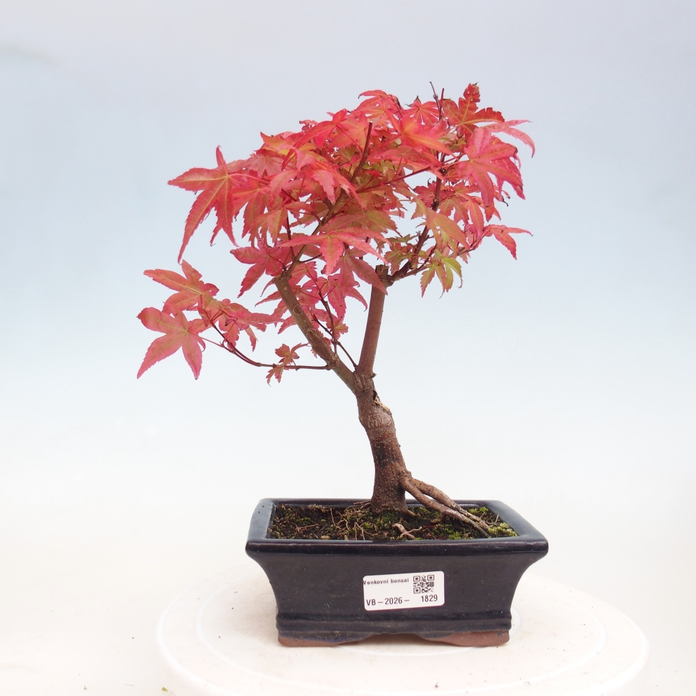 Venkovní bonsai - Javor dlanitolistý - Acer palmatum DESHOJO