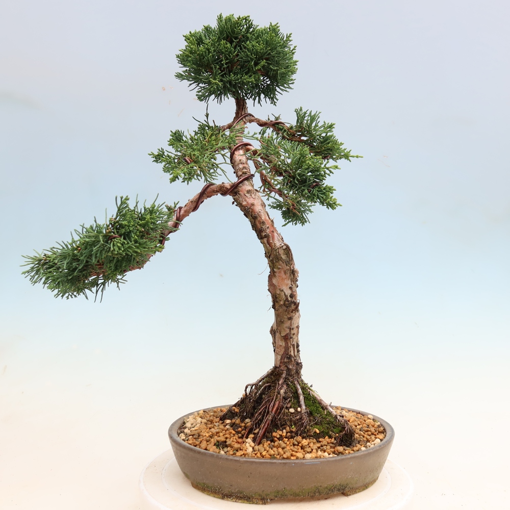 Venkovní bonsai - Juniperus chinensis Kishu -Jalovec čínský