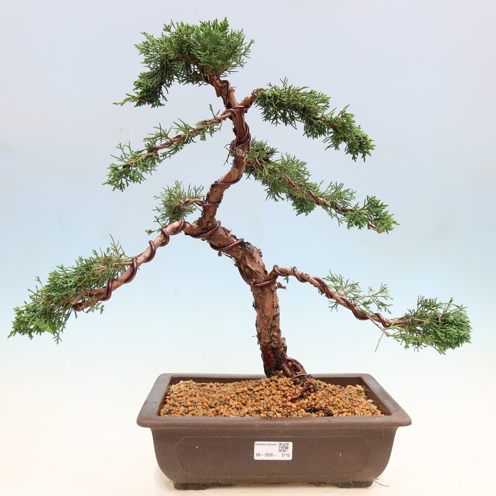Venkovní bonsai - Juniperus chinensis Kishu -Jalovec čínský