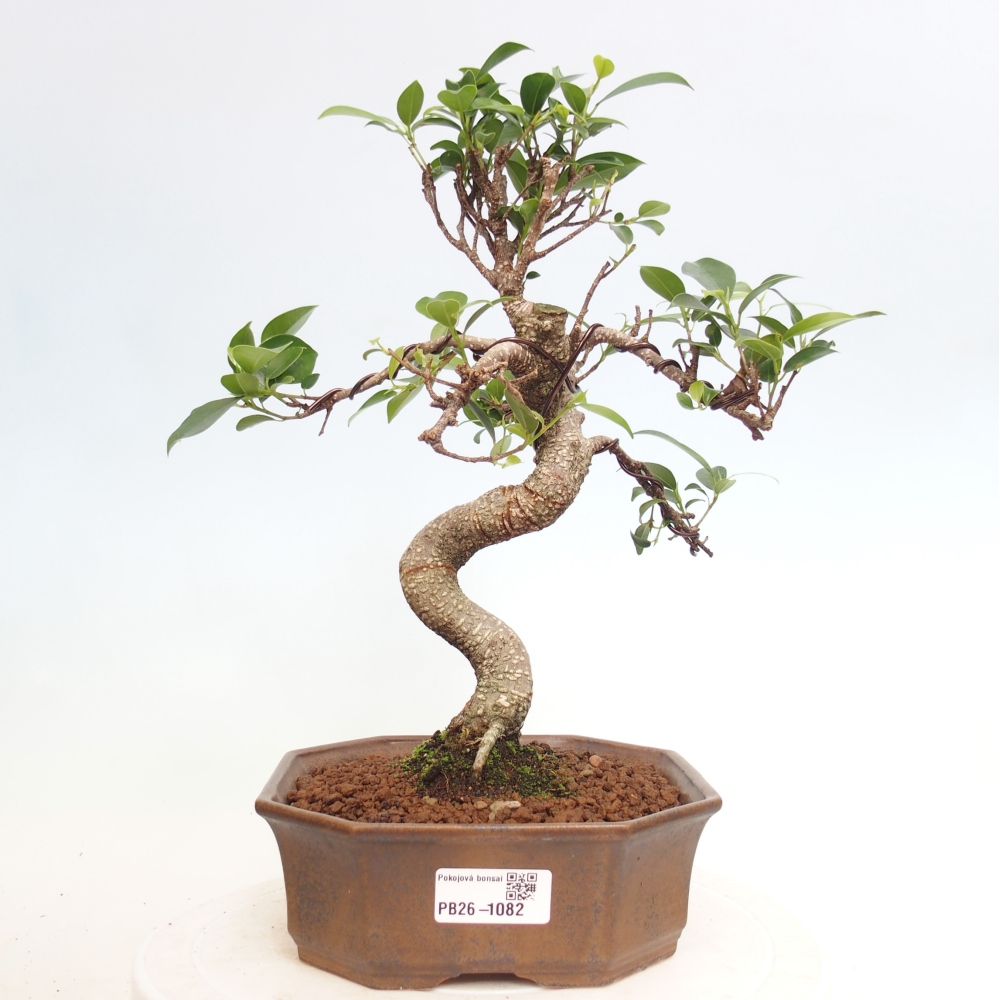 Pokojová bonsai - Ficus retusa -  malolistý fíkus