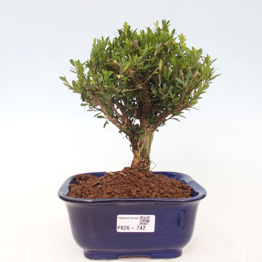 Pokojová bonsai - Buxus harlandii - korkový buxus
