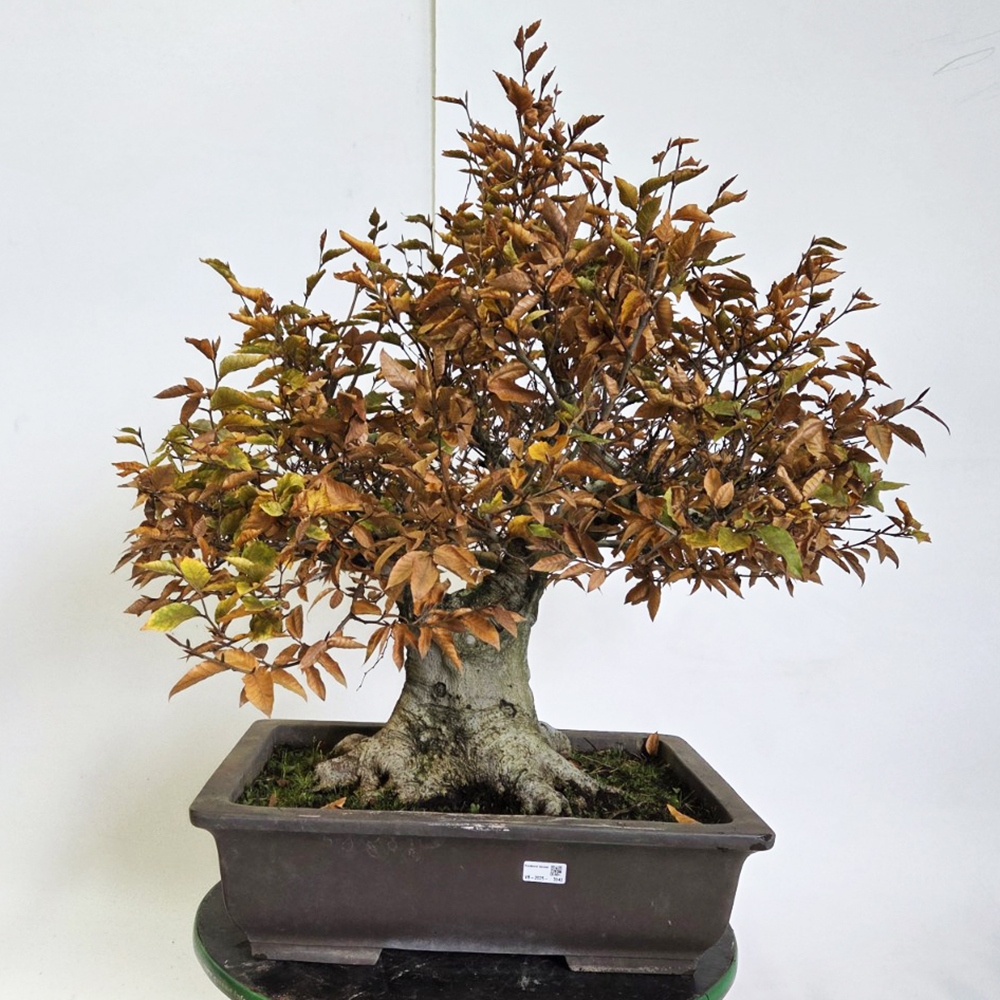 Venkovní bonsai - Fagus crenata