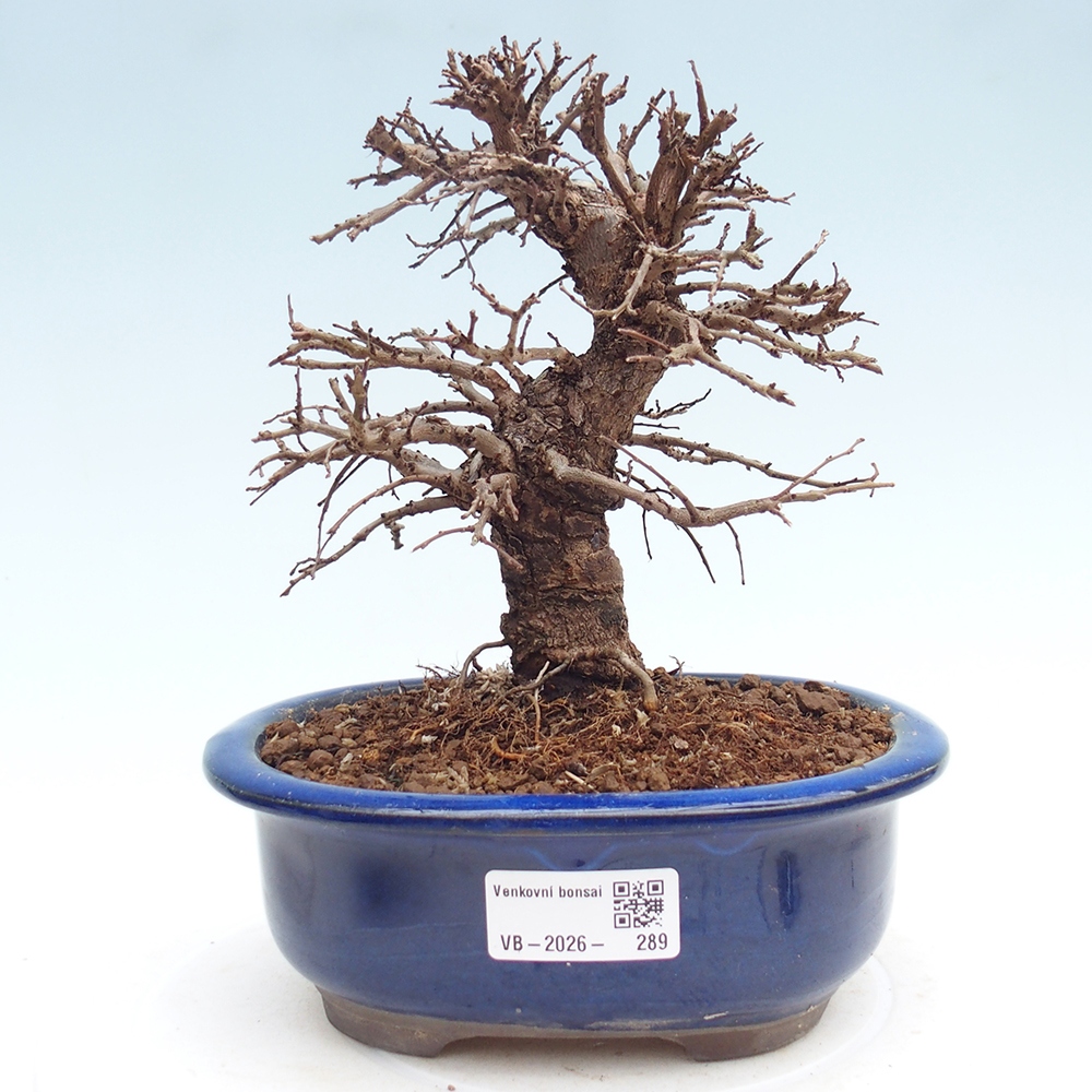 Venkovní bonsai - Zelkova - Zelkova NIRE