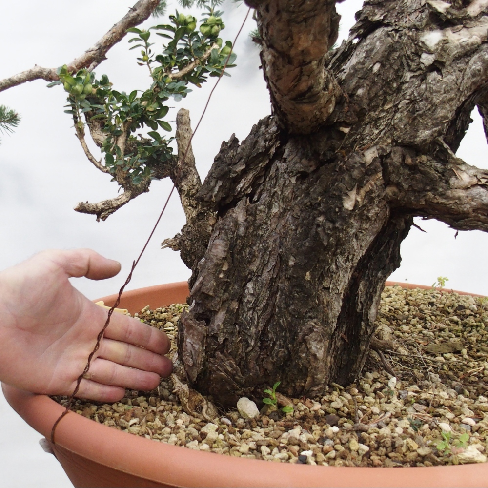 Yamadori - Pinus sylvestris Španělsko