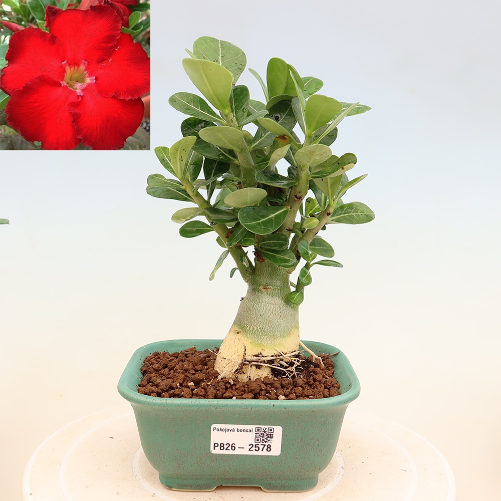 Pokojová bonsai - Adenium obesum Red Star - Pouštní růže