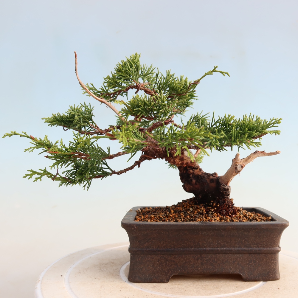 Venkovní bonsai - Juniperus chinensis Itoigawa -Jalovec čínský