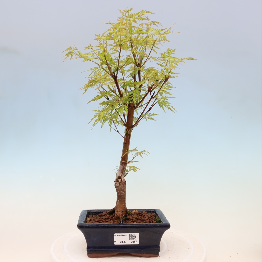 Venkovní bonsai - Acer palmatum Dissectum - Javor dlanitolistý 